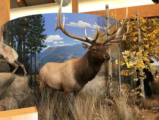 Rocky Mountain Elk Foundation